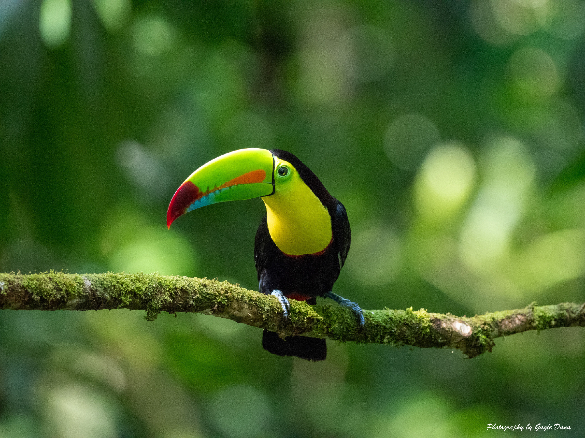 Keel billed Toucan